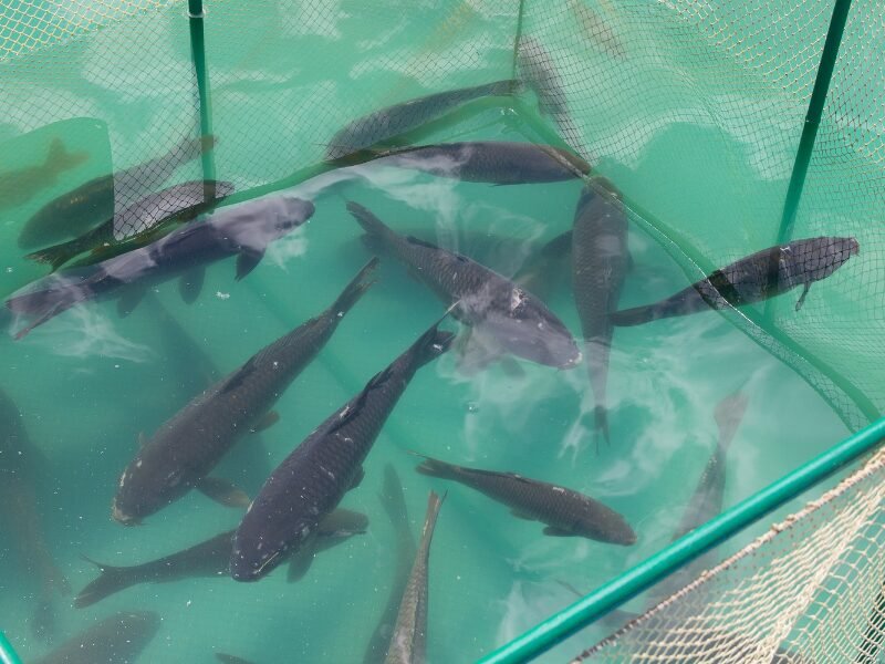 ​How to Start Catfish Farming – What You Need to Know