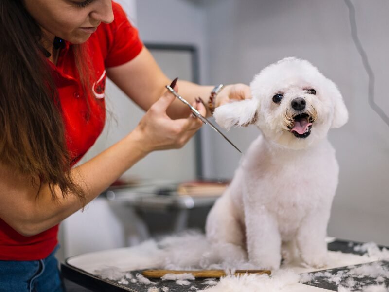 ​Profitable Pet Business Ideas for Pet Lovers and Entrepreneurs