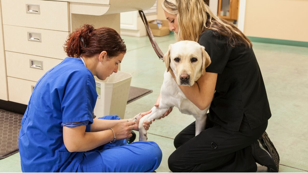 ​Vet Tech Job Description Guide
