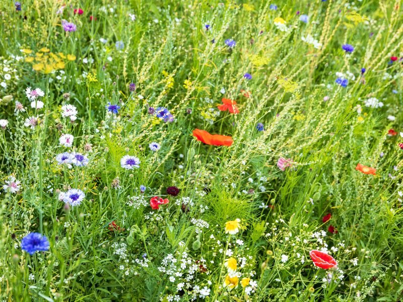 ​How to Start a Butterfly Farm