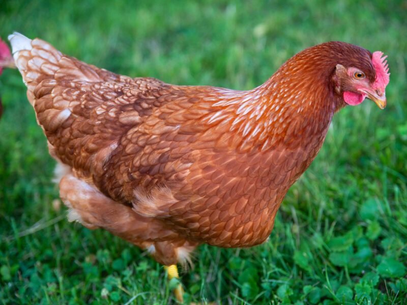 ​From Coop to Carton: Starting Your Egg Farm Journey