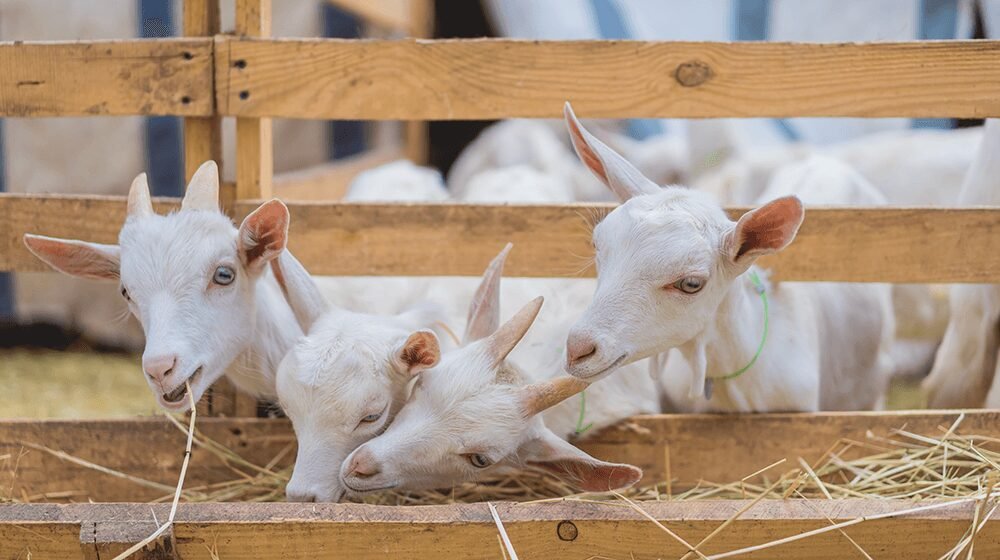 ​How to Start a Goat Farm