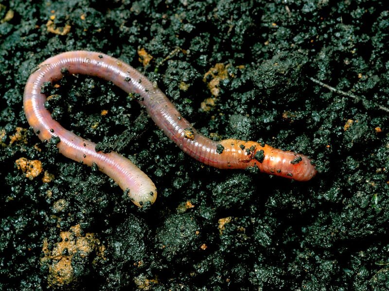 ​How to Start a Worm Farm