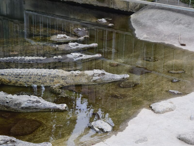 โHow to Start an Alligator Farm