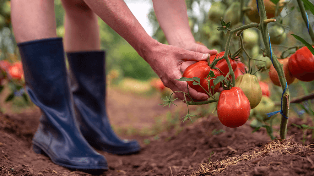 ​How to Start Tomato Farming for Profit