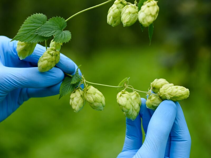 ​How to Start a Hop Farm