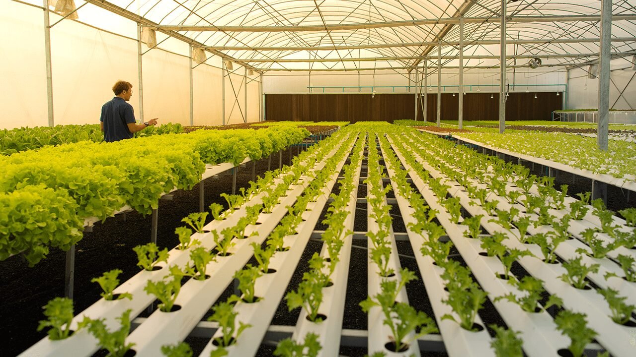 ​What is Hydroponics Farming? A Small Business Guide
