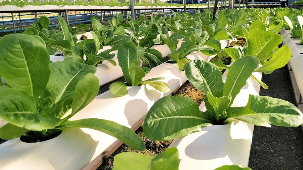 โThe Most Profitable Crops for Small Farms Today