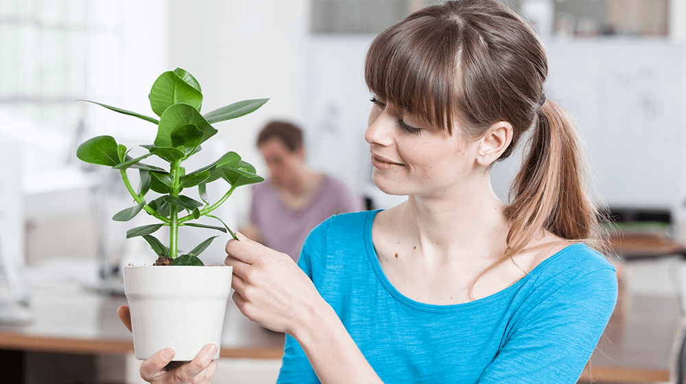 ​Best Indoor Office Plants That Can Improve Your Working Environment