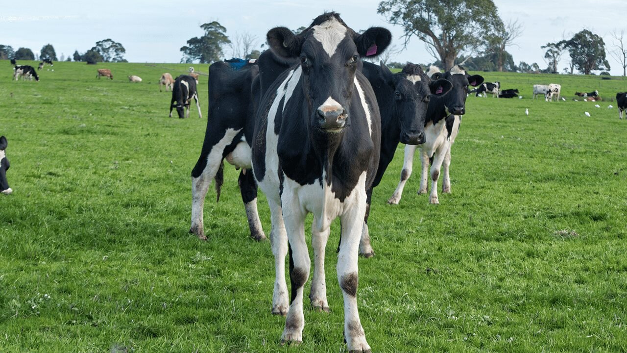 ​What is Organic Dairy Farming + How to Start an Organic Dairy Farm