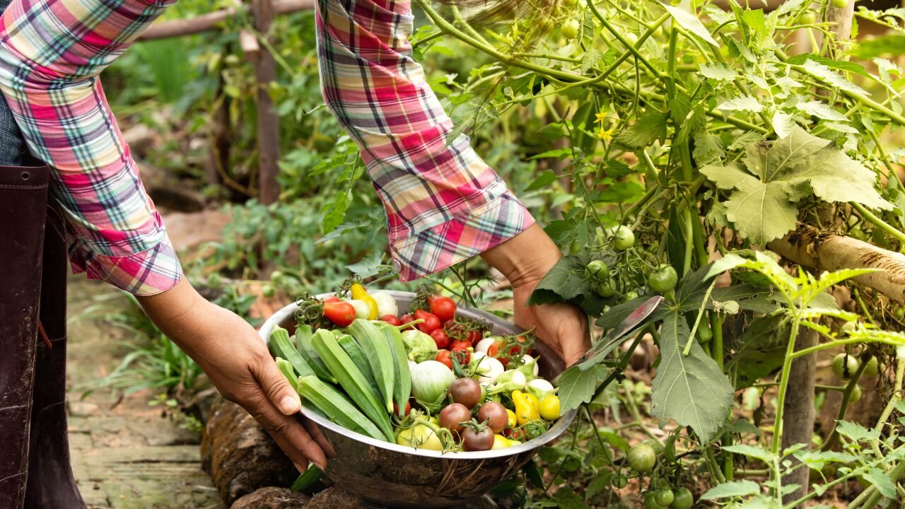 โWhat is Organic Farming? Methods and Essential Information