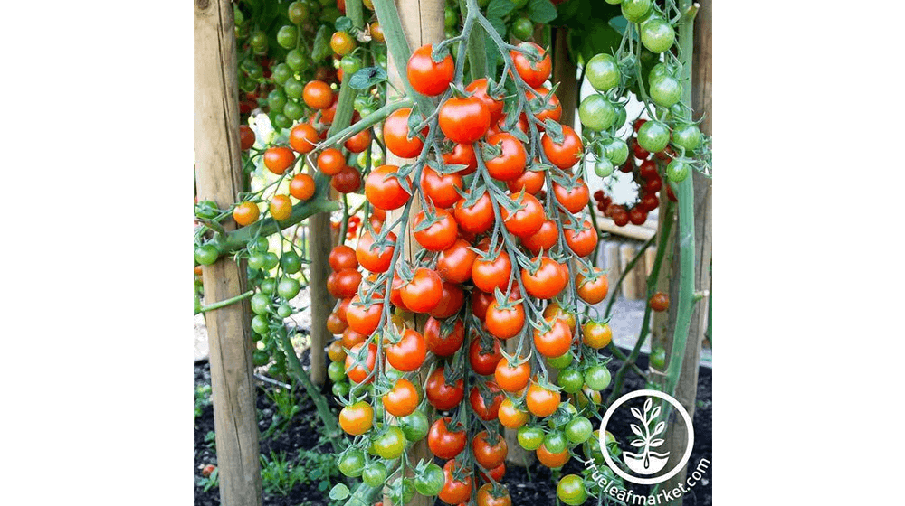 ​Cherry Tomato Seeds to Grow and Sell for Big Profits
